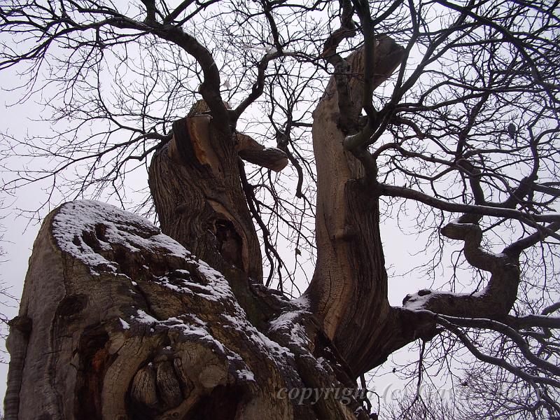 Tree patterns, Snow, Greenwich Park IMGP7614.JPG